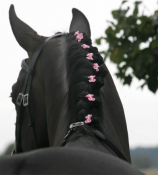 rosa rosett i hästen man så här gör du